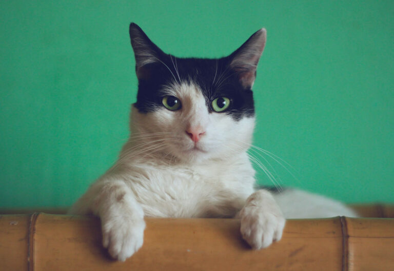 cat staring at the camera with green background