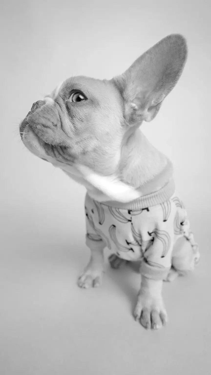 french bulldog posing for a photo