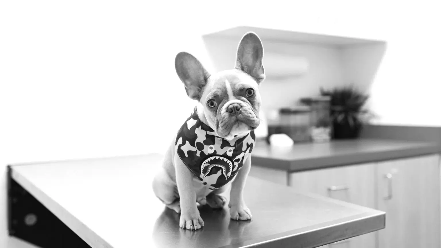 french bulldog at the vet on the table